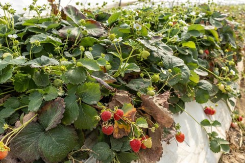 Close-up of strawberries on a bush in a polytunnel, Manheim, North Rhine-Westphalia, Germany