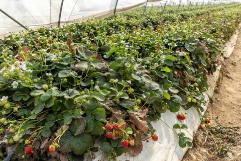 Close-up of strawberries on a bush in a polytunnel, Manheim, North Rhine-Westphalia, Germany