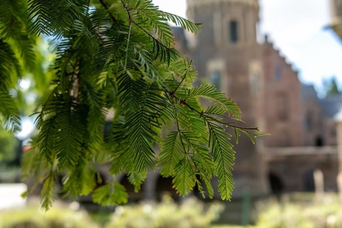 Branch with castle in the background, Paffendorf, North Rhine-Westphalia, Germany