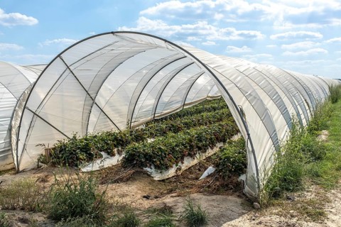 Rows of strawberry plants in tunnel cultivation, Manheim, North Rhine-Westphalia, Germany