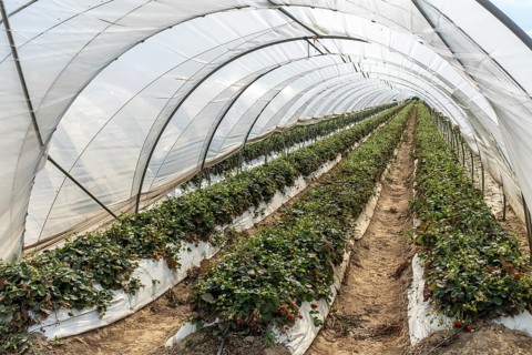 Rows of strawberry plants in tunnel cultivation, Manheim, North Rhine-Westphalia, Germany