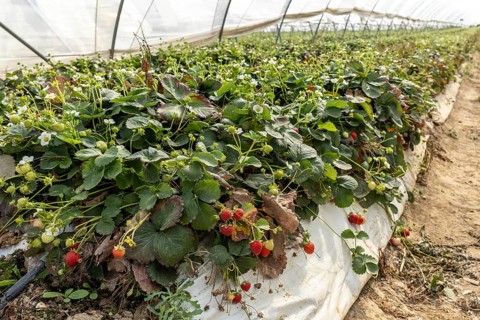 Strawberry plants with fruit in a foil tunnel, Manheim, North Rhine-Westphalia, Germany