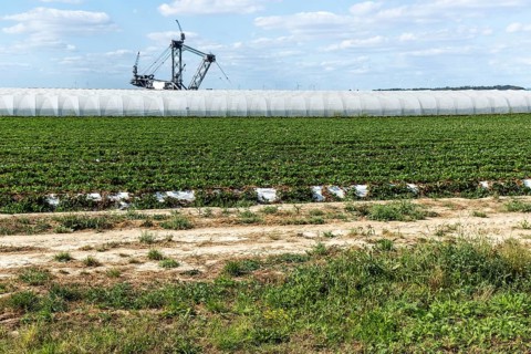 Strawberry field with open-cast mining excavator in the background, Manheim, North