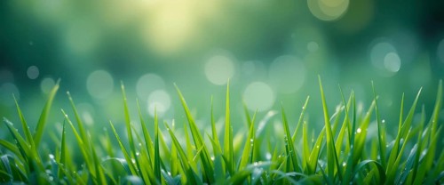 Close-up of fresh green grass with water droplets, set against a blurred background of soft bokeh