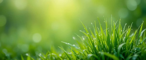 A vibrant close-up of fresh green grass blades glistening with morning dew, under soft sunlight, AI