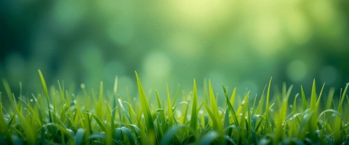 Close-up shot of vibrant green grass with a blurred bokeh background, perfect for nature and