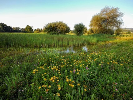 Meadow with flowering elecampane (Inula helenium), Schoren nature reserve, Mühlau, Freiamt, Canton,