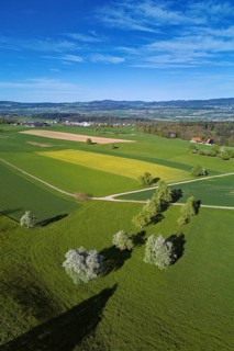 Flowering pear trees and rape fields, Geltwil, Freiamt, Canton, Aargau, Switzerland