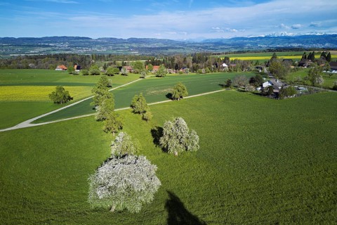 Blossoming pear trees and rape fields, behind the snow-covered Alpstein, Geltwil, Freiamt, Canton,