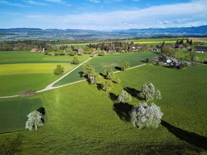 Blossoming pear trees and rape fields, behind the snow-covered Alpstein, Geltwill, Freiamt, Canton,