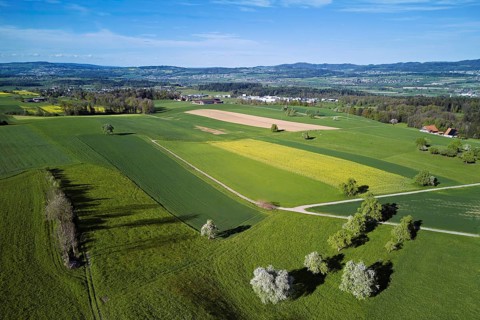 Blossoming pear trees and rape fields, in the background the Reuss valley, Geltwil, Freiamt,