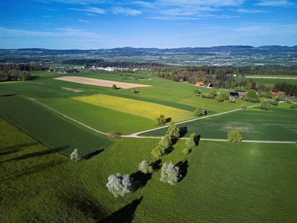 Blossoming pear trees and rape fields, in the background the Reuss valley, Geltwil, Freiamt,