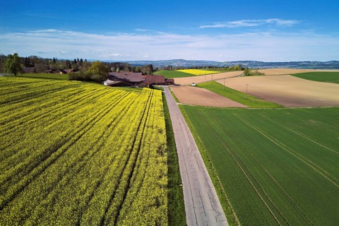 Agricultural fields and rape fields in bloom in the hamlet, Winterschwil, Beinwil, Freiamt, Canton,