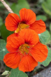 Nasturtium (Tropaeolum majus), Emsland, Lower Saxony, Germany