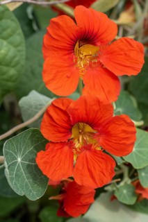 Nasturtium (Tropaeolum majus), Emsland, Lower Saxony, Germany
