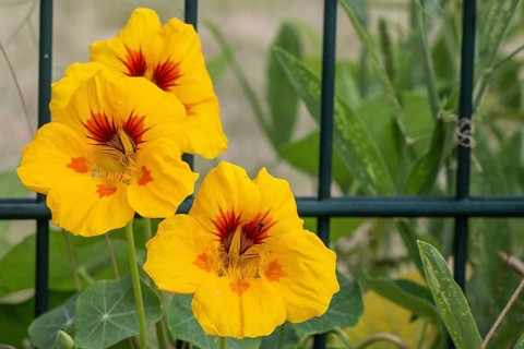 Nasturtium (Tropaeolum majus), Emsland, Lower Saxony, Germany