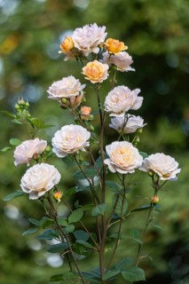 English shrub rose (Rosa Charles Austin), Emsland, Lower Saxony, Germany