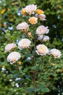 English shrub rose (Rosa Charles Austin), Emsland, Lower Saxony, Germany