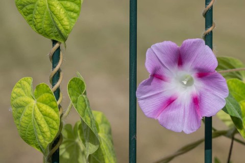 Funnel bindweed (Ipomaea tricolor), Emsland, Lower Saxony, Germany