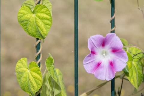 Funnel bindweed (Ipomaea tricolor), Emsland, Lower Saxony, Germany