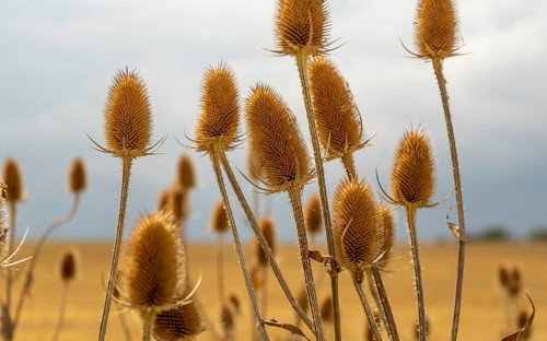 Dry teasel seedheads in front of blurry back