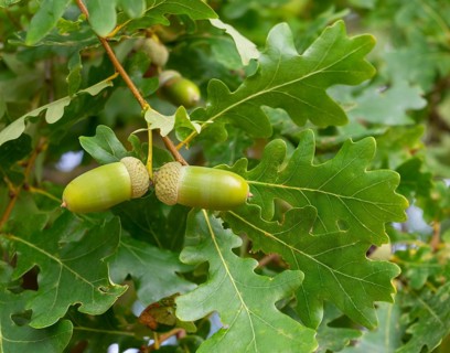Closeup shot of some green acorns and oak leaves in natural ambiance