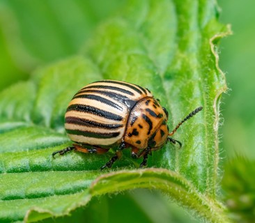 Closeup shot of a Colorado potato beetle on green potato leaf