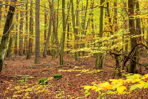 Colorful autumn forest scenery seen around Hardheim, a municipality in the district of