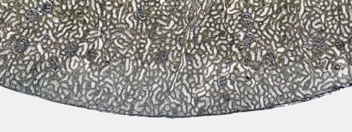 Microscopic cross section showing a detail of the kidney from a rat