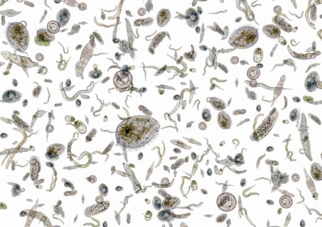 Micrography showing lots of various freshwater microorganisms in light back