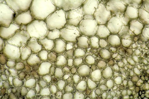 Full frame micrography showing the cell structure of a Bryophyllum plant