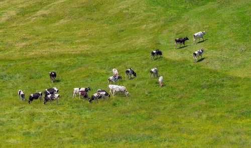 Cattle at Upper Allgaeu near Immenstadt in Bavaria, Germany