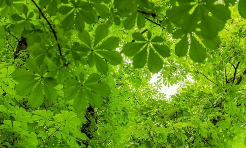 Lots of fresh green chestnut leaves