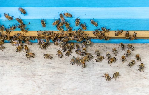 A beehive entrance with lots of bees