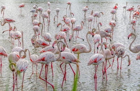 Lots of Flamingoes seen in the Regional Nature Park of the Camargue in Southern France