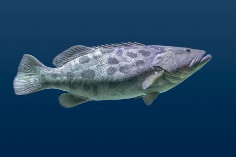 Giant grouper fish swimming in blue aquatic ambiance