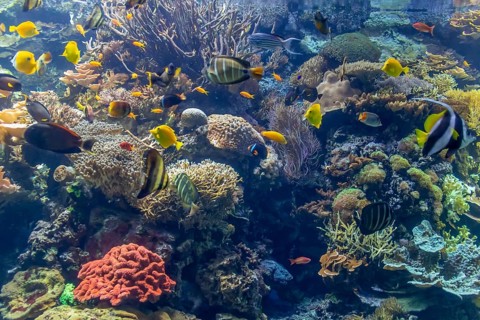 Submerge coral reef scenery including lots of colorful fishes