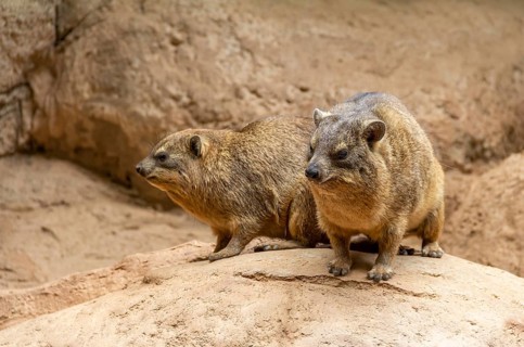Rock hyrax on rock formation in stony ambiance