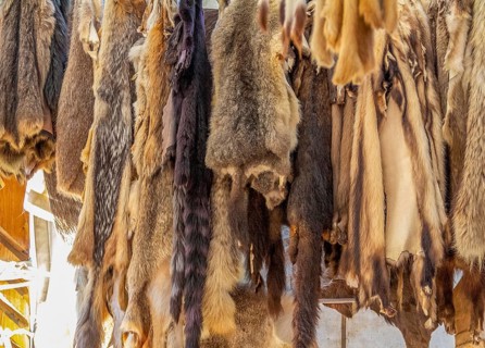 Various hanging fur pieces seen at a medieval market