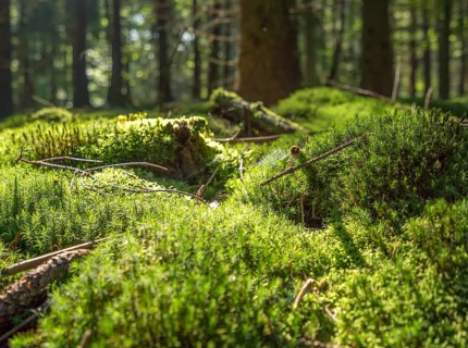 Sunny illuminated low angle forest scenery with moss and ground cover vegetation