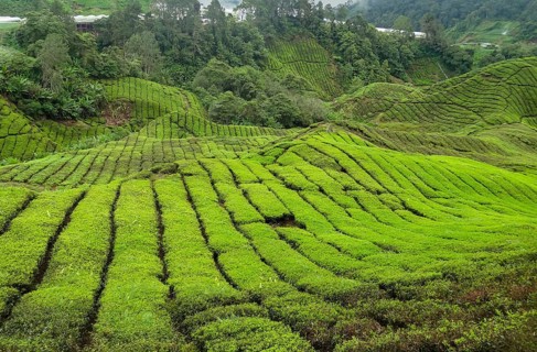 Tea plantation at the Cameron Highlands district in Malaysia