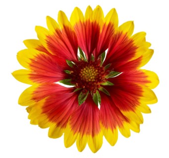 Blanket flower head in white back