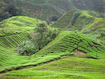 Tea plantation at the Cameron Highlands district in Malaysia