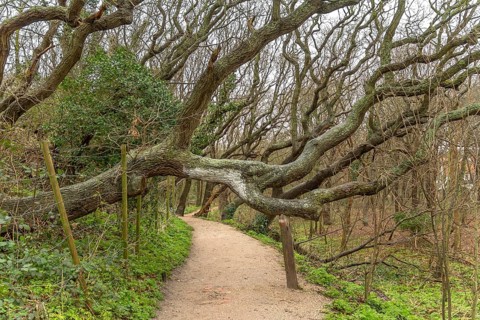 Coastal forest scenery with knaggy trees near Domburg in Zeeland, a province in the Netherlands at