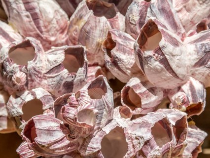 Sunny illuminated full frame barnacles closeup