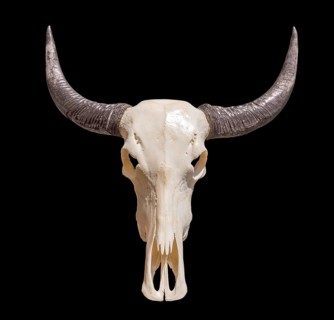 Horned animal skull in black back