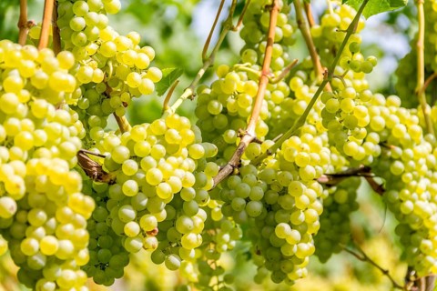 Detail of white grapes in a sunny illuminated vineyard