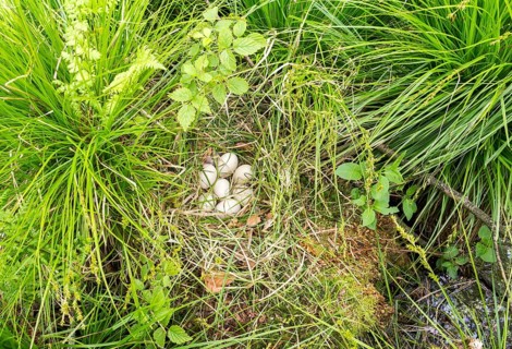 Nest of a duck with some eggs in natural ambiance seen from above