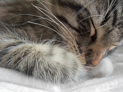 Portrait detail of a sleeping Norwegian Forest kitten