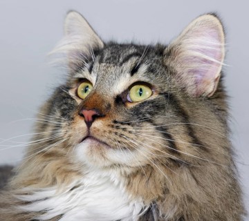 Portrait of a Norwegian Forest Cat